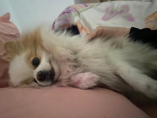 Um cão pequeno e fofo está deitado de lado sobre uma superfície macia. O cão tem pelo longo e fofo, predominantemente branco com manchas castanhas nas orelhas e na cabeça. O cão está olhando diretamente para a câmera com olhos escuros. Parte de um braço com manga rosa e branca está visível atrás do cão, enquanto a parte inferior do braço está forrada com um tecido rosa e branco. O cão está deitado sobre uma superfície rosa.