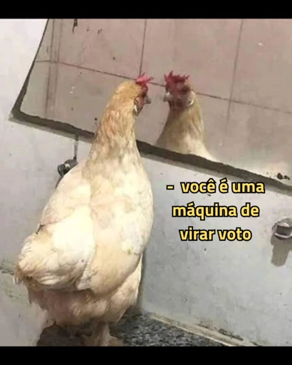 A imagem mostra uma galinha de penas claras (amarelo pálido/branco) e crista vermelha, posicionada de lado, olhando para o seu próprio reflexo em um espelho. O espelho está fixado em uma parede revestida com azulejos quadrados de tom claro. Há um cano ou torneira metálica visível na parede à esquerda da galinha. Do lado direito da imagem, sobreposta à parede, há um texto em letras amarelas com contorno preto que diz: "- você é uma máquina de virar voto". A parte inferior mostra uma superfície escura granulada, como um balcão ou chão.