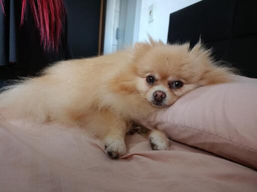 A fluffy Pomeranian dog with light brown fur lies on a pink pillow on a bed, looking to the left with its head resting on the pillow.