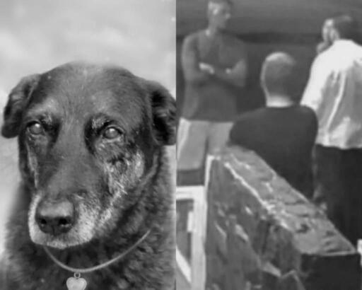 Caso Orelha | Ameaças e intimidações após repercussão:

Pai e tio de dois dos adolescentes envolvidos no crime foram flagrados ameaçando porteiro do condomínio, o porteiro, autor da denúncia, teria gravado o vídeo que vazou no grupo do condomínio e redes sociais mostrando toda  a ação dos garotos.

Os cinco jovens suspeitos estão sendo protegidos por serem de famílias de alto poder aquisitivo e influência sendo que dois deles foi enviado para Disney e o senhor que fez a denúncia foi demitido e afastado de suas funções devido às ameaças.

Orelha era uma espécie de mascote local e foi cruelmente espancado por  adolescentes em Praia Brava, vivia pacificamente e livre e  sendo alimentado diariamente por pessoas  da região.