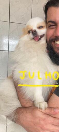 Uma pessoa segura um pequeno cão branco e fofo. O cão está sentado com as patas dianteiras relaxadas e a boca aberta, mostrando a língua. O pelo do cão é volumoso e cobrindo o rosto. A pessoa está sorrindo.