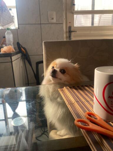 A small, fluffy light brown and white dog sits on a chair with its front paws resting on a glass table. Next to the dog on the table is a white mug with a red heart outline and text: "Isabella ADORO XONADO AMOR COMPREENSÃO LIGAÇÃO". The background features tiled walls, a window with blinds, a pink towel on the chair, a vacuum cleaner, and another window with a checkered cloth. A striped mat is under the mug on the glass table, and part of a clear plastic bag is visible on the right side of the table.
―
A small, fluffy dog with light brown and white fur stands behind a glass table, looking upward. On the glass table, there is a white mug with red circular designs and the text "ADOPT" in red letters, two orange scissors, and a bamboo mat. The background includes tiled walls, a window with a metal grid, a water bottle, and various items on a counter. Natural light illuminates the scene.